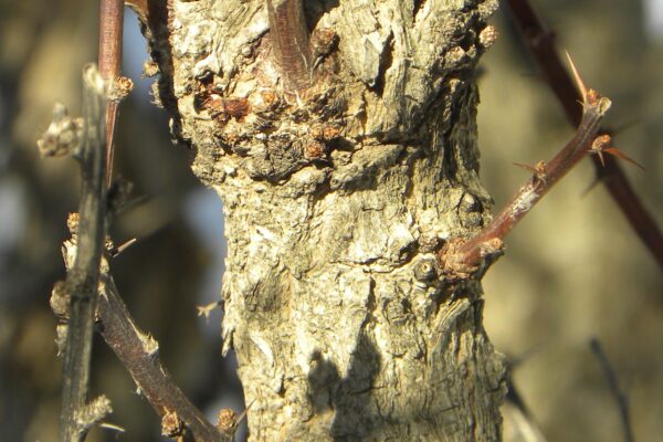 Berberis thunbergii var. atropurpurea - Bark