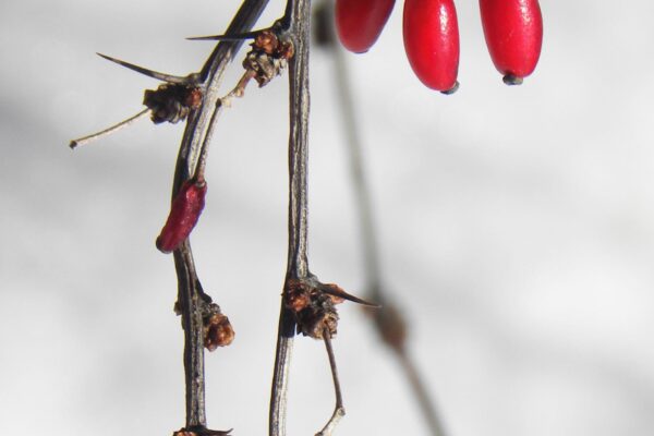 Berberis thunbergii var. atropurpurea - Fruit