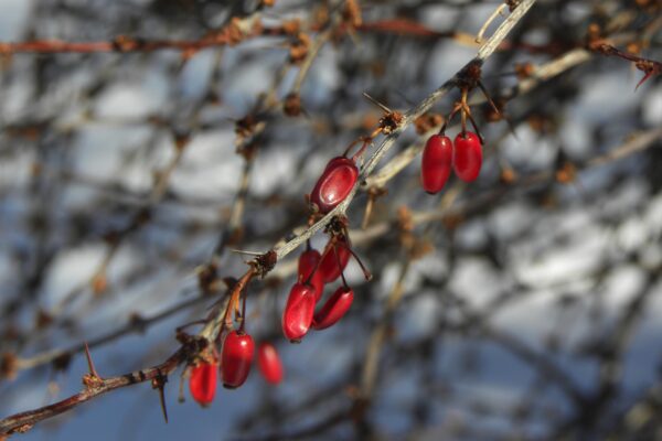 Berberis thunbergii var. atropurpurea - Fruit