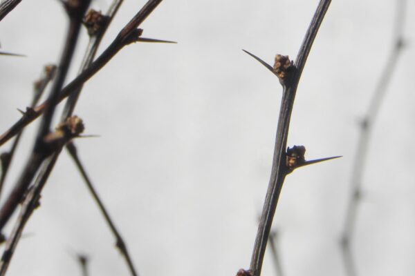 Berberis thunbergii var. atropurpurea - Buds