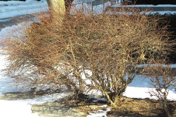 Berberis thunbergii var. atropurpurea - Winter Habit