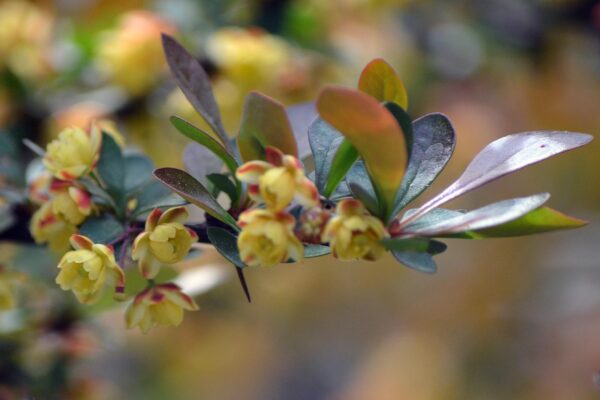 Berberis thunbergii var. atropurpurea ′Crimson Pygmy′ - Flowers