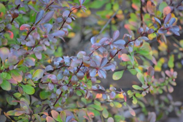 Berberis thunbergii var. atropurpurea ′Crimson Pygmy′ - Leaves