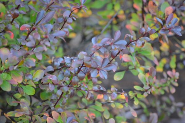 Berberis thunbergii var. atropurpurea ′Crimson Pygmy′ - Leaves