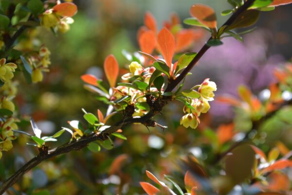 Berberis thunbergii var. atropurpurea ′Crimson Pygmy′ - Stem