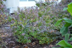 Berberis thunbergii var. atropurpurea ′Crimson Pygmy′ - Overall Shrub