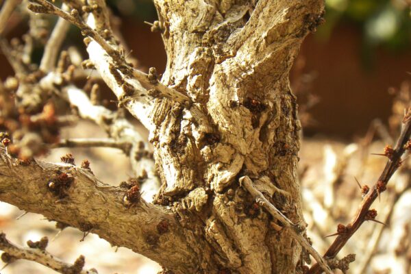 Berberis thunbergii var. atropurpurea ′Crimson Pygmy′ - Bark & Buds