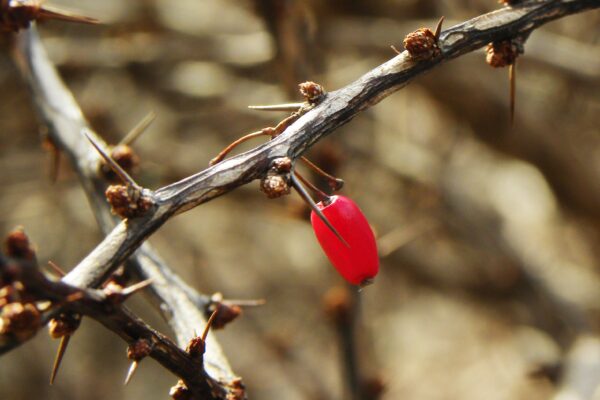 Berberis thunbergii var. atropurpurea ′Crimson Pygmy′ - Buds & Fruit