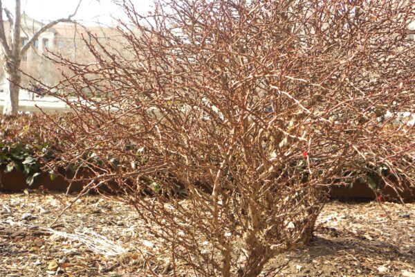 Berberis thunbergii var. atropurpurea ′Crimson Pygmy′ - Winter Habit