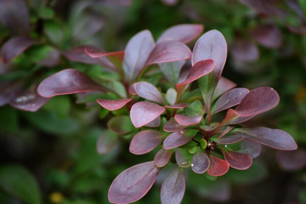 Berberis × mentorensis - Foliage