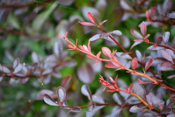 Berberis × mentorensis - New Growth