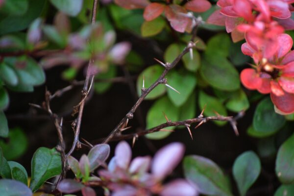 Berberis × mentorensis - Thorns