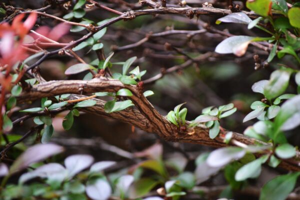 Berberis × mentorensis - Bark