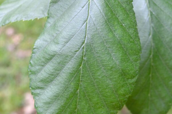 Betula alleghaniensis - Leaf