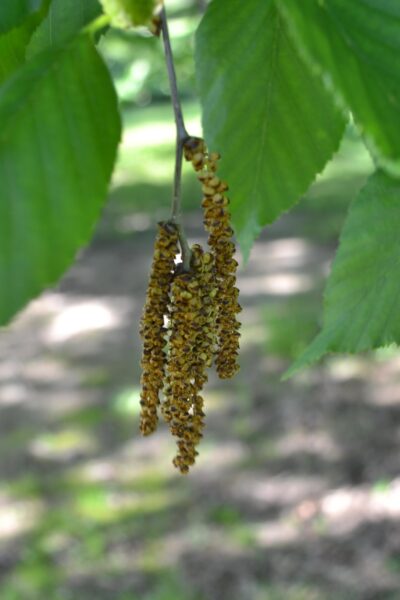 Betula alleghaniensis - Mature Male Catkins