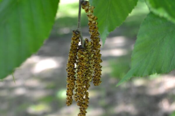 Betula alleghaniensis - Mature Male Catkins