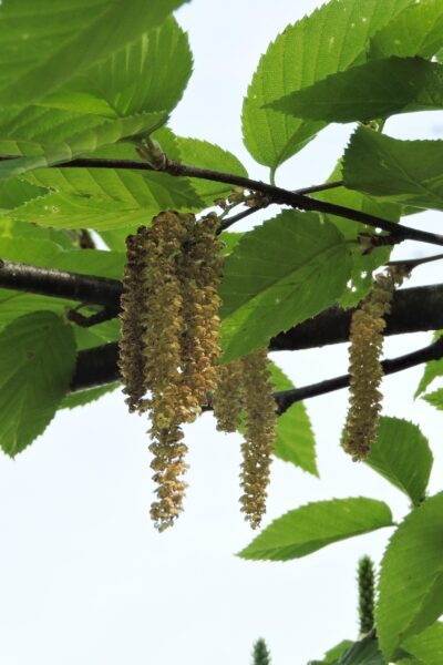 Betula alleghaniensis - Flowers and Foliage