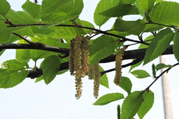 Betula alleghaniensis - Flowers and Foliage