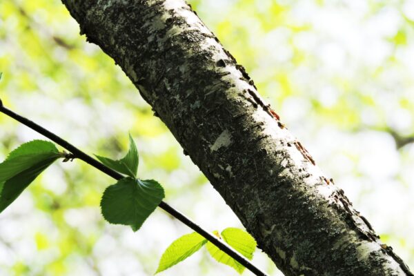 Betula alleghaniensis - Bark