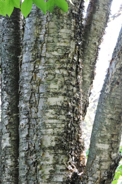 Betula alleghaniensis - Bark