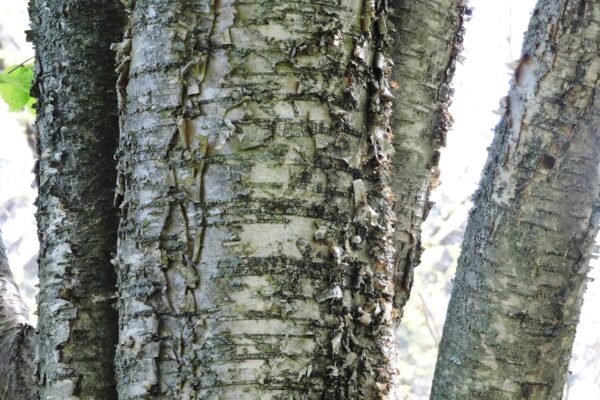 Betula alleghaniensis - Bark