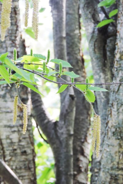 Betula alleghaniensis - Flowers and Foliage