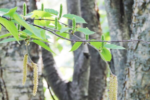Betula alleghaniensis - Flowers and Foliage