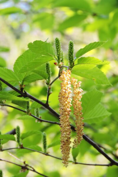 Betula alleghaniensis - Flowers and Foliage
