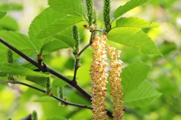 Betula alleghaniensis - Flowers and Foliage