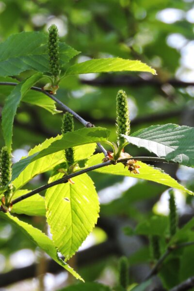 Betula alleghaniensis - Flowers and Foliage
