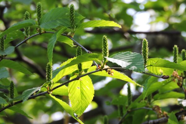 Betula alleghaniensis - Flowers and Foliage