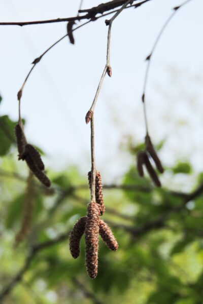 Betula alleghaniensis - Catkins and Buds