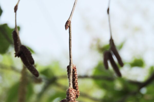 Betula alleghaniensis - Catkins and Buds