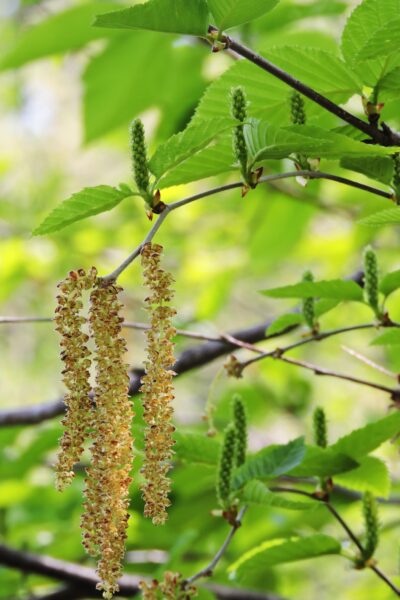 Betula alleghaniensis - Flowers