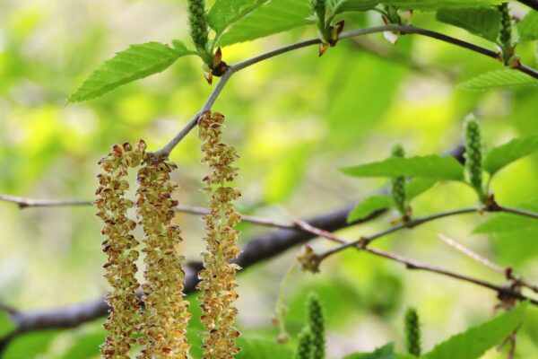 Betula alleghaniensis - Flowers