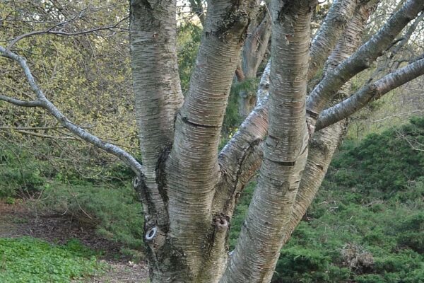 Betula alleghaniensis - Bark