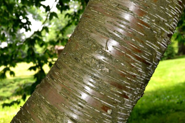 Betula alleghaniensis - Bark Close-up