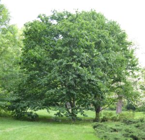 Betula alleghaniensis - Habit