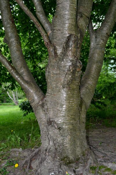 Betula alleghaniensis - Bark