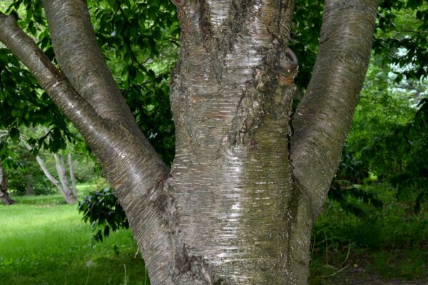 Betula alleghaniensis - Bark