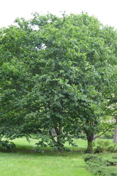 Betula alleghaniensis - Habit