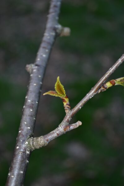 Betula alleghaniensis - Emerging Foliage