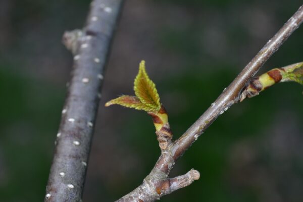 Betula alleghaniensis - Emerging Foliage