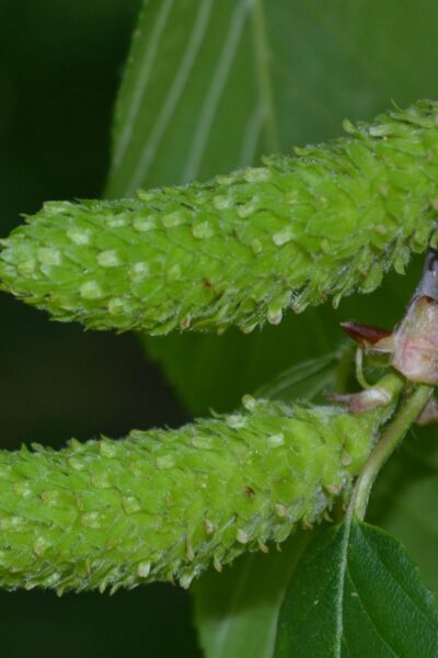 Betula alleghaniensis - Immature Female Catkins