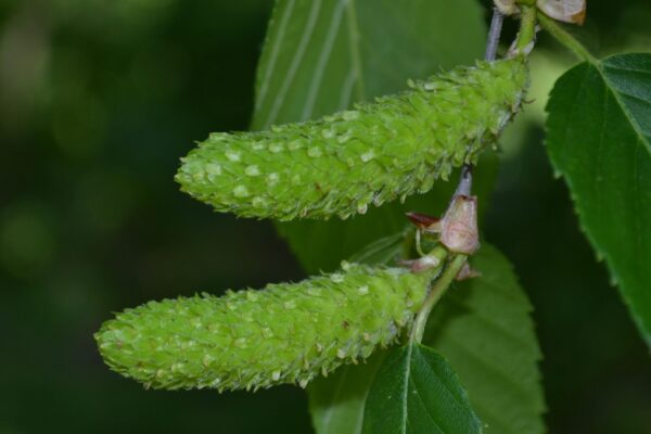Betula alleghaniensis - Immature Female Catkins