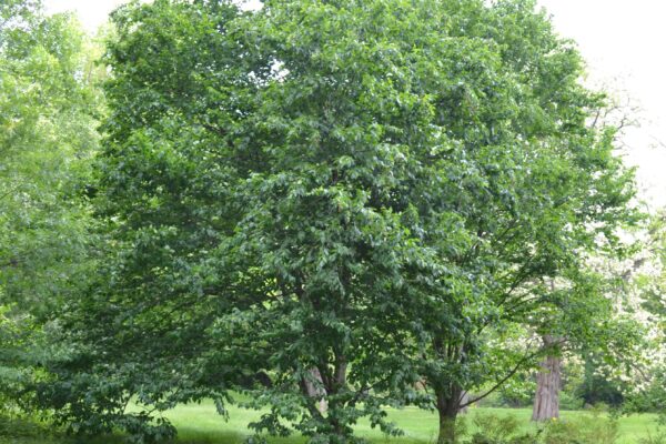 Betula alleghaniensis - Habit