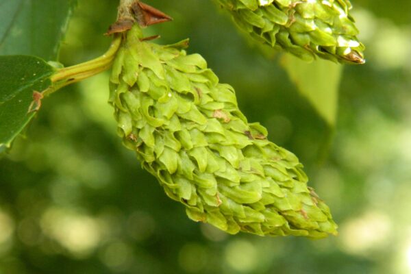 Betula alleghaniensis - Immature Female Catkin