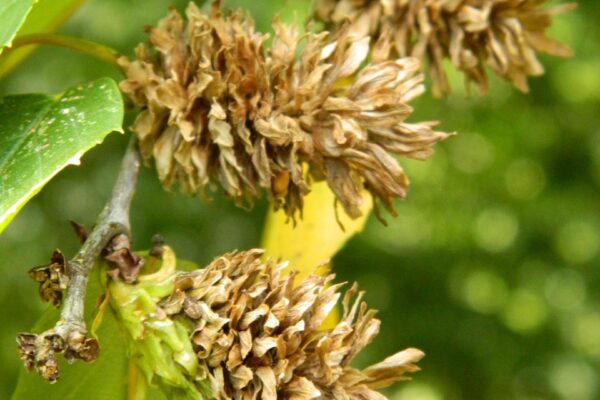 Betula alleghaniensis - Mature Female Catkins