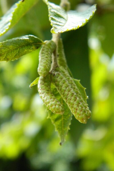 Betula alleghaniensis - Immature Male Catkins