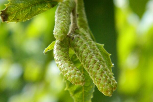 Betula alleghaniensis - Immature Male Catkins